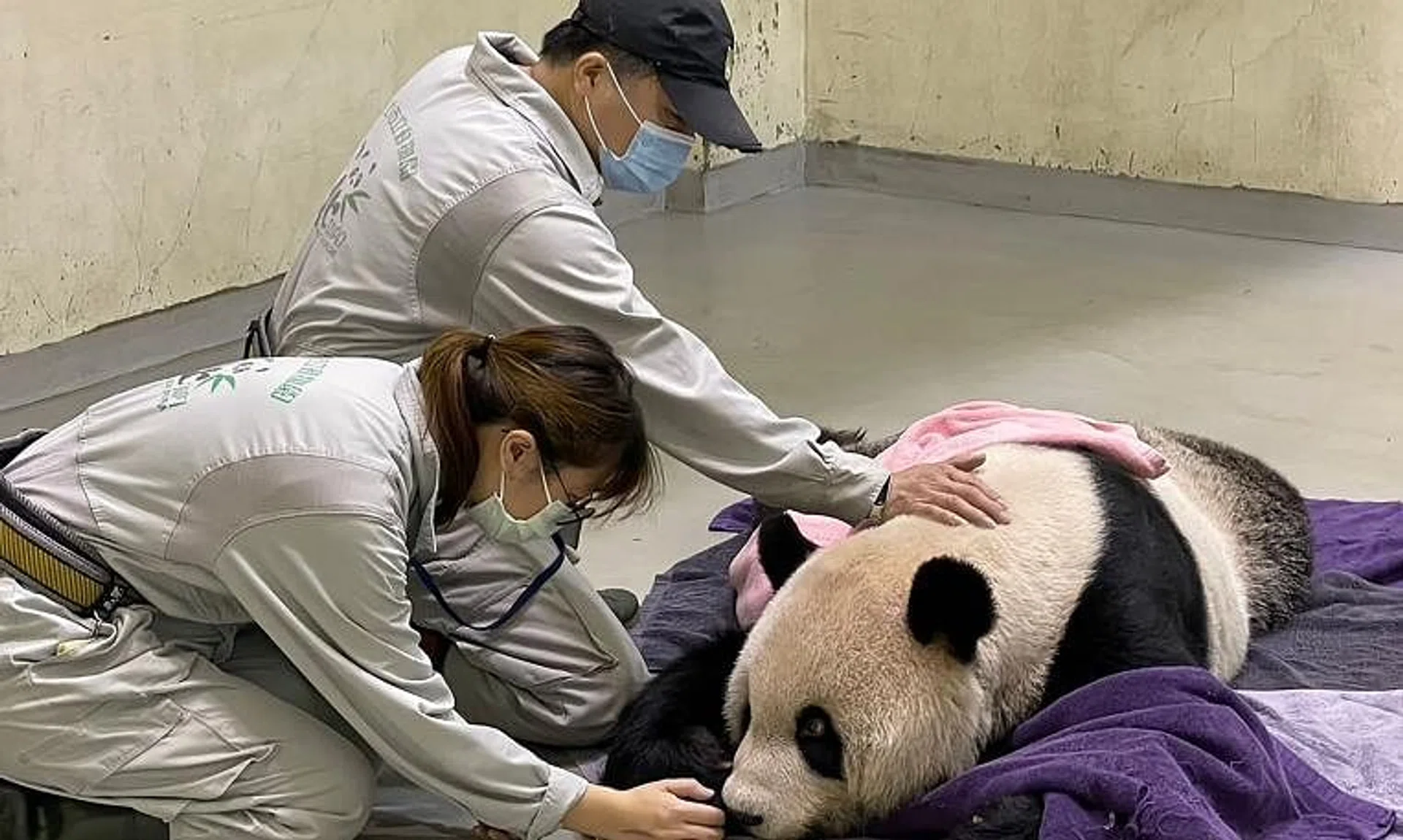 Vets first noticed Tuan Tuan was ill in August when he began suffering seizures and appeared increasingly unsteady and lethargic.