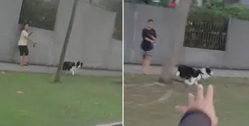 Dog out for walk in Choa Chu Kang excited to see motorcyclist ride by every morning
