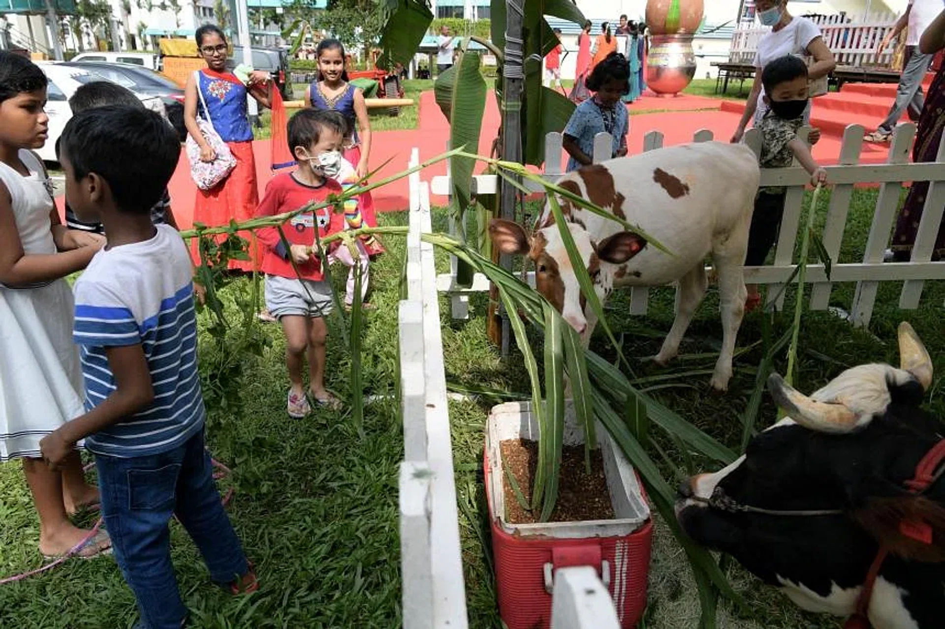 Children feeding cows at the annual Bukit Panjang Pongal Festival on Sunday. Cattle are honoured during the harvest festival for the work they do for farmers. 
