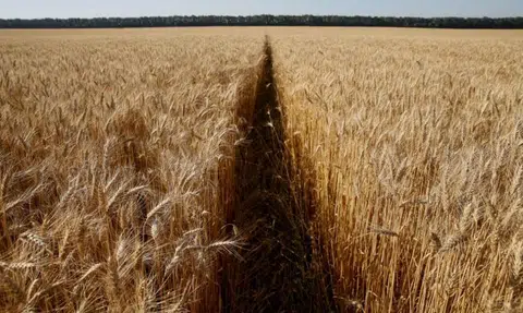 Ukraine war sends wheat prices soaring 25% this week to 14-year high
