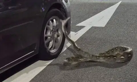 Python strikes at tyres of passing vehicles in Teck Whye