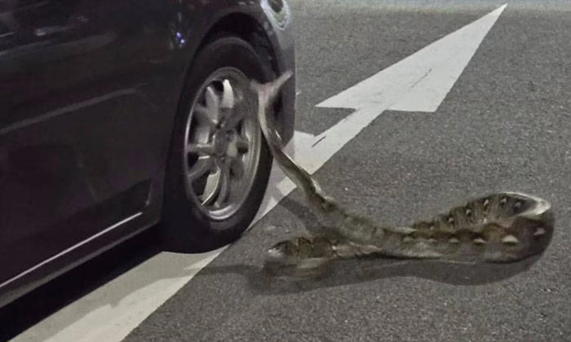 The snake was spotted on a two-lane road in Teck Whye.