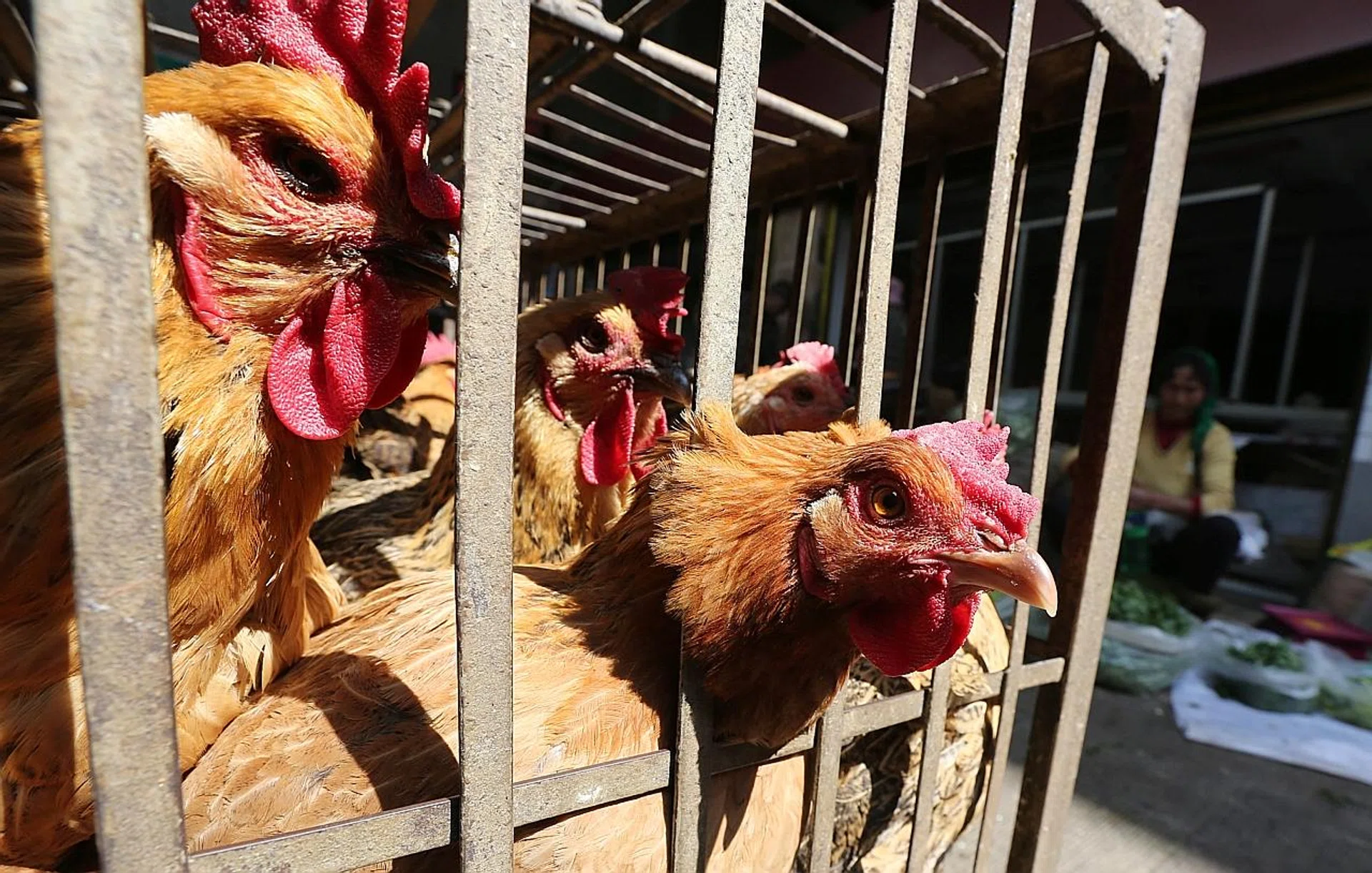 Chickens in a Kunming livestock market before the market was asked to stop trading to prevent bird flu transmission. 
