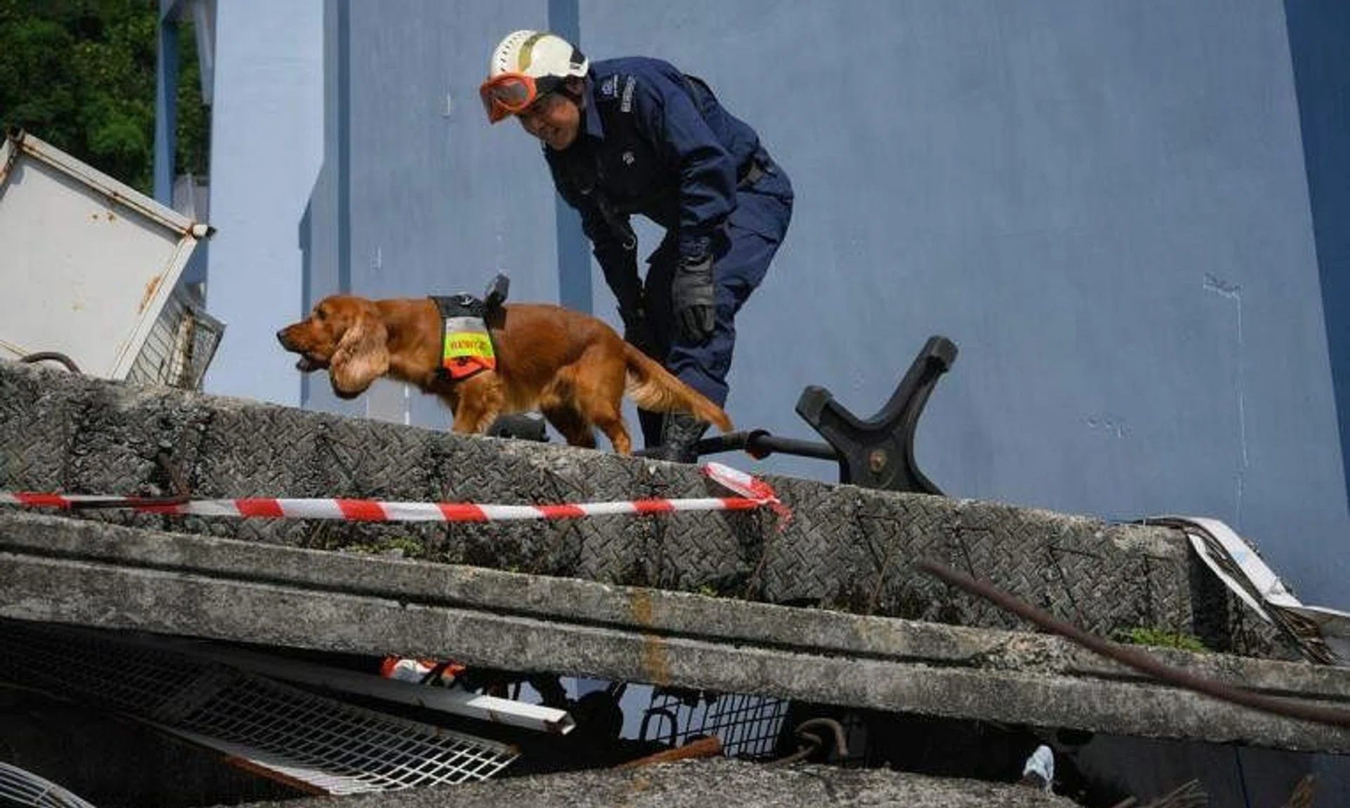 Five-year-old cocker spaniel Timmy was one of four search canines the Singapore Civil Defence Force brought with its 68-man contingent to Turkey in February.