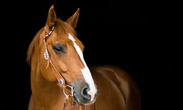 Belgium-bound horse 'escapes' during flight, forces plane's return to New York