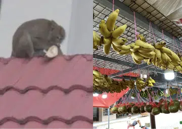 Durian-loving monkey keeps swiping Musang King from Tampines fruit stall