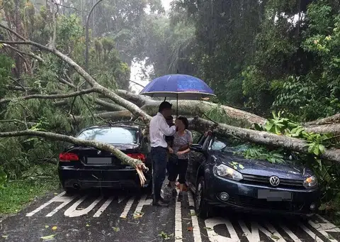 Tree hits cars, blocks road