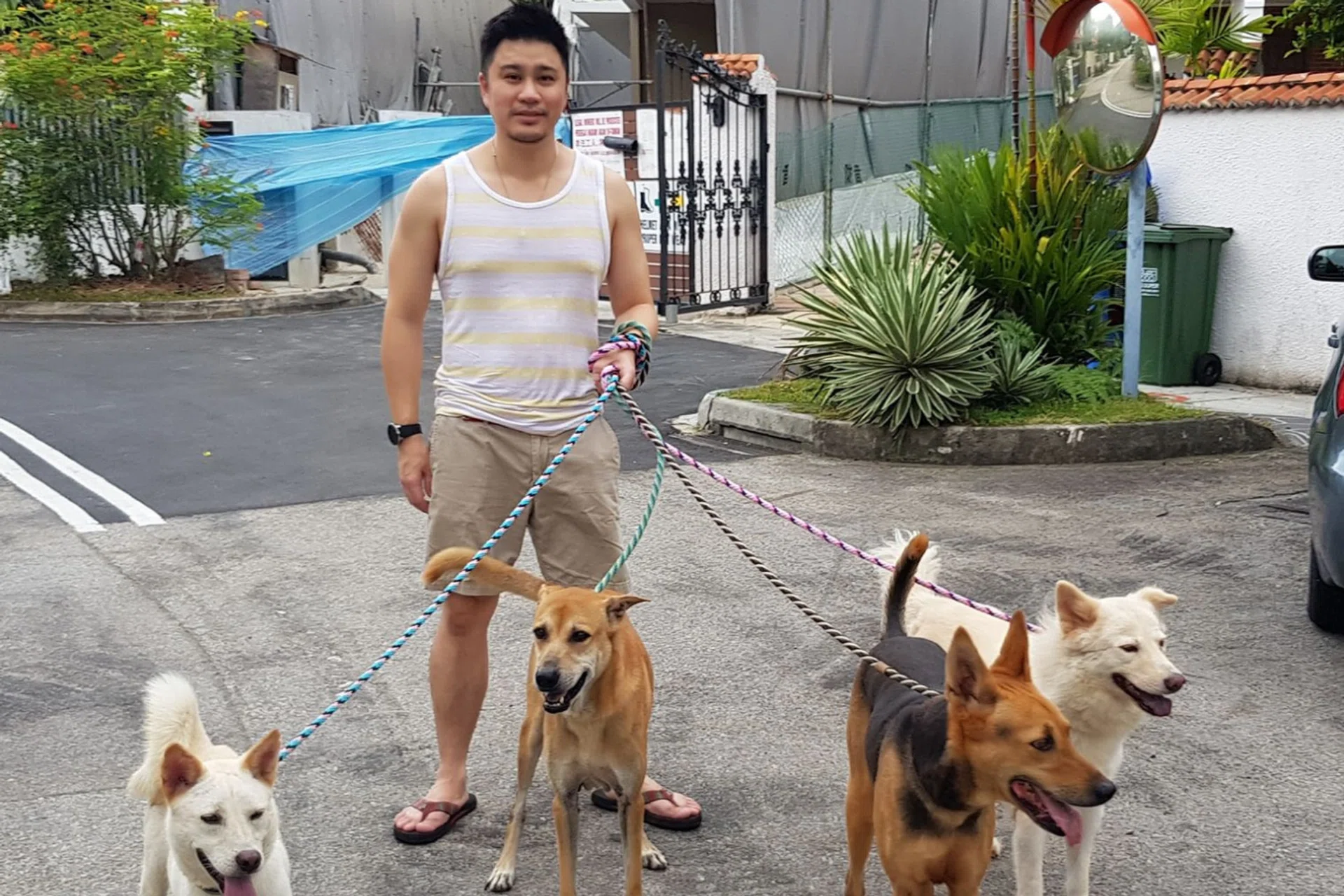 Dr Siew walking the dogs he adopted. PHOTO COURTESY OF DR SIEW