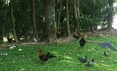 Yishun residents fed up with the birds in the neighbourhood