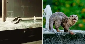 Frolicking otters practise their butterfly stroke at condo showflat fountain