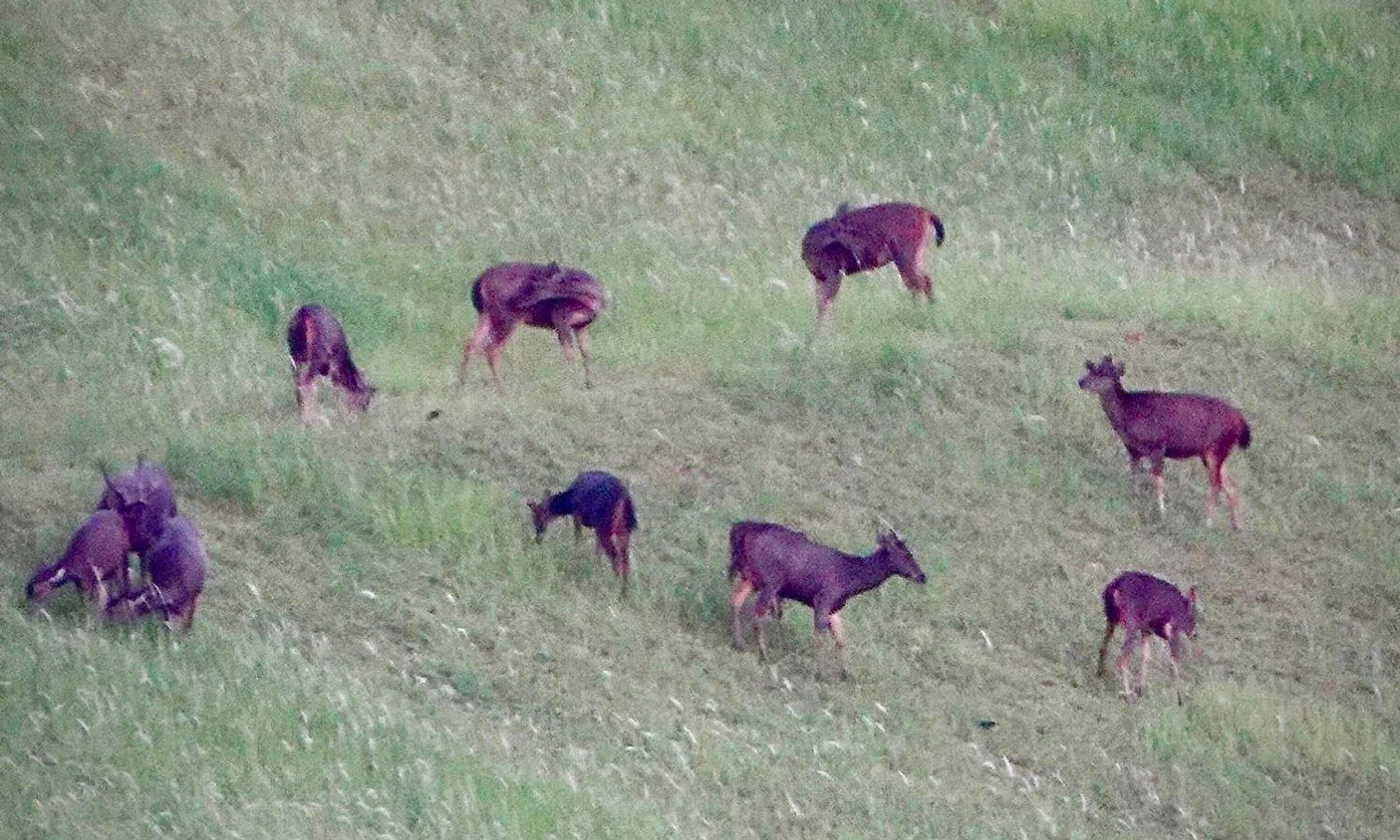 Majestic deer spotted grazing in Woodlands.