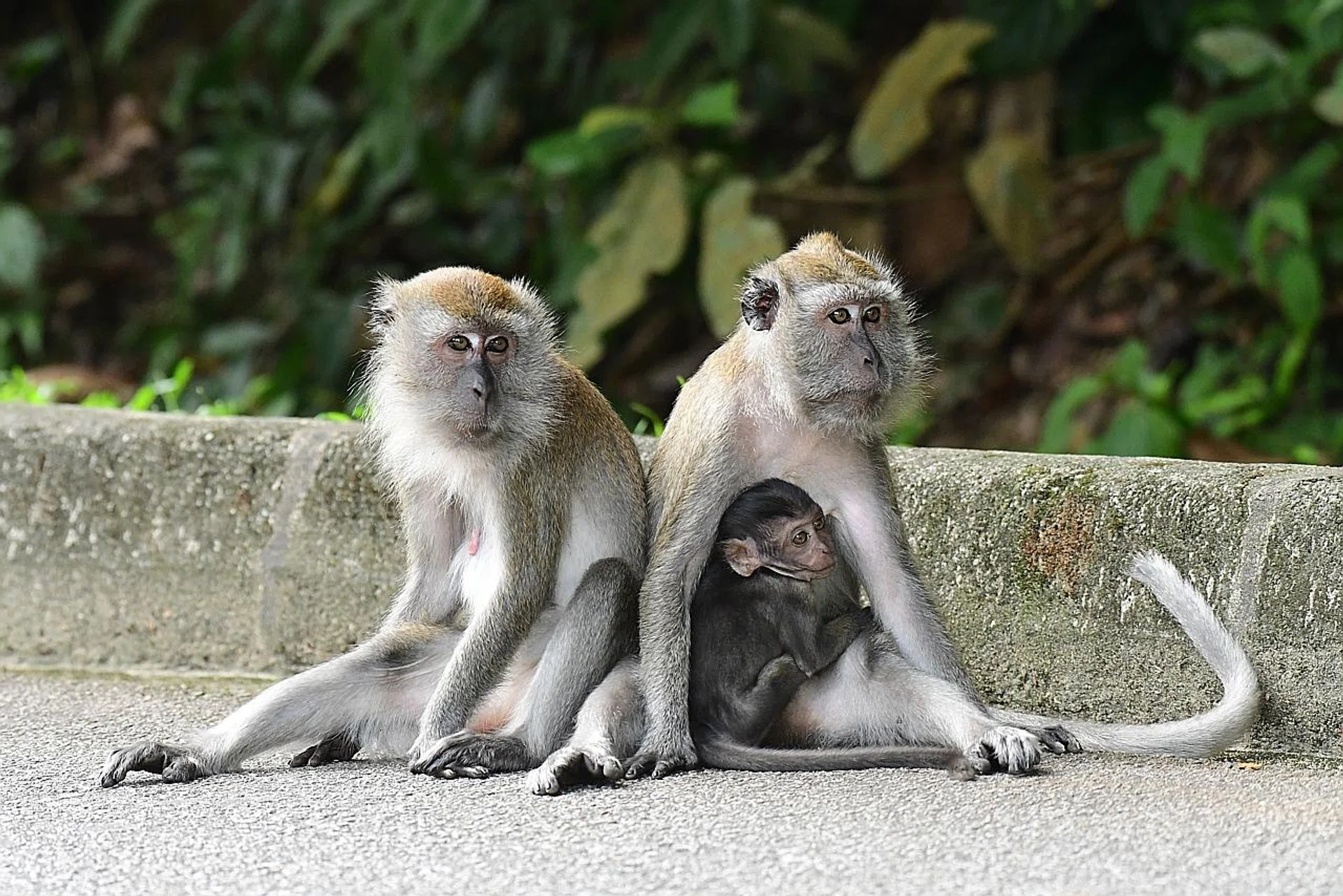 Long-tailed macaques.