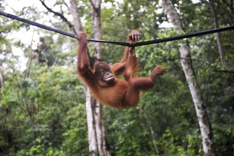 Orang utans die in fire to clear land