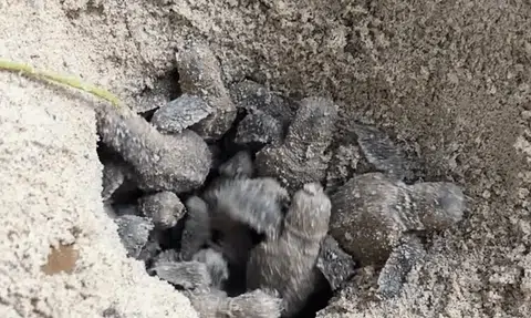 Hawksbill turtle hatchlings emerge from East Coast Park nest