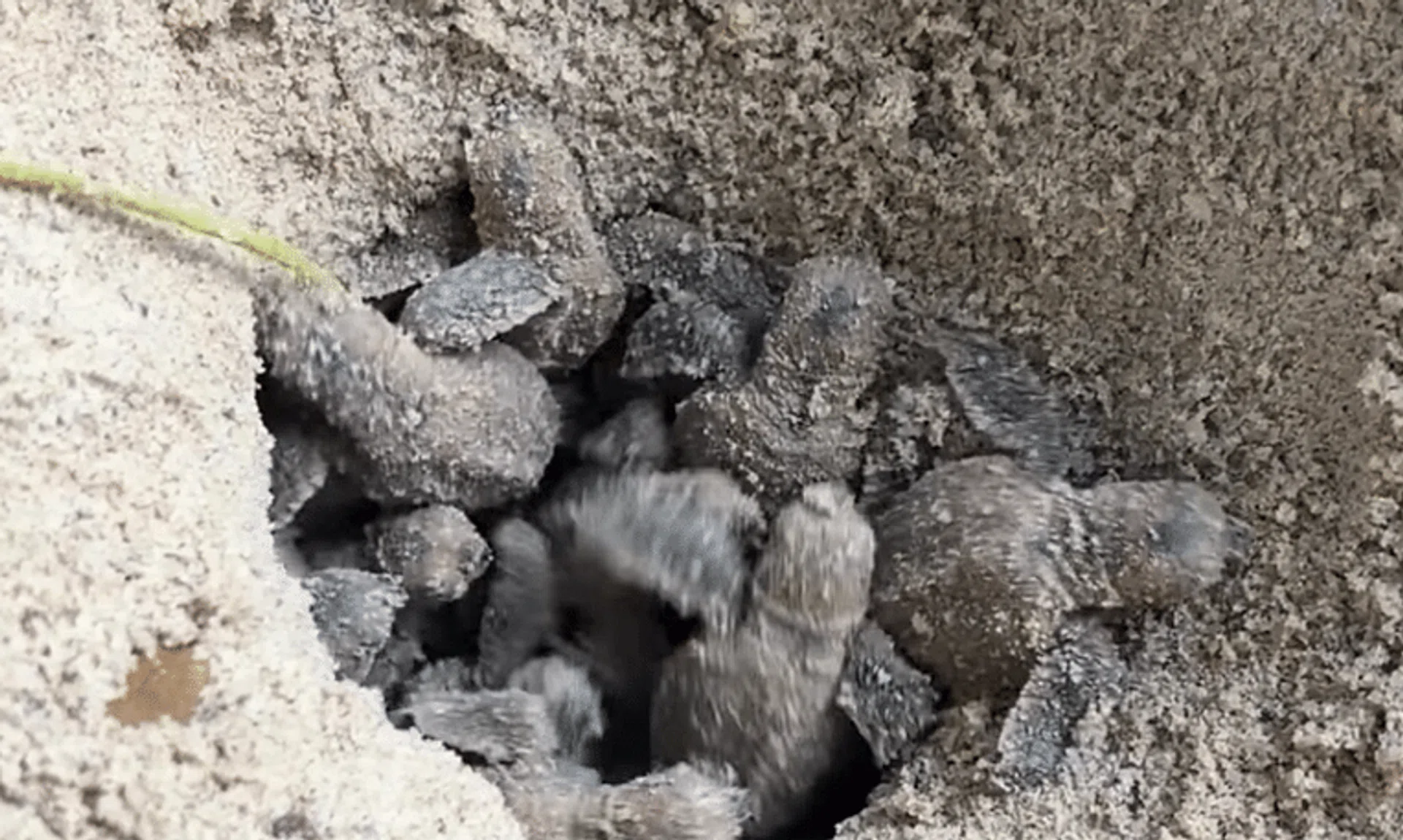 Over 100 hawksbill turtle hatchlings emerged from their nest at East Coast Park on Dec 13.