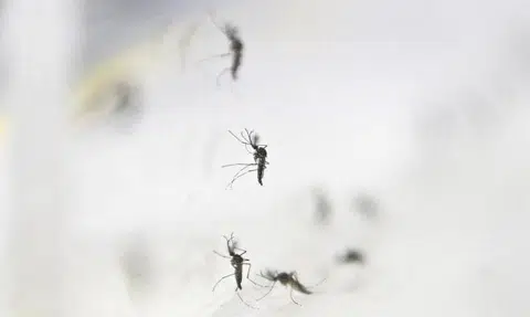 Project Wolbachia to be expanded to five more residential areas in the south and east from 2024