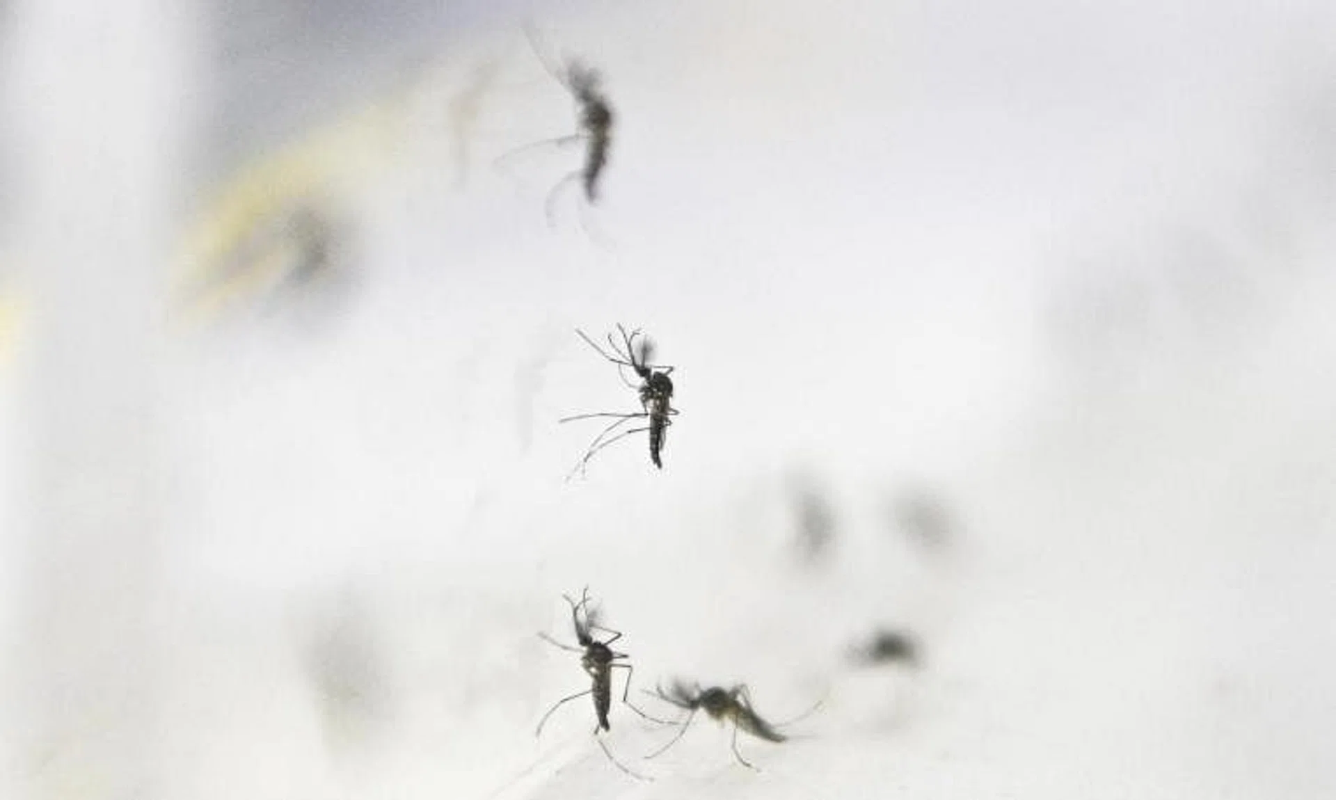 The expansion of Project Wolbachia comes after positive results from ongoing field studies. 