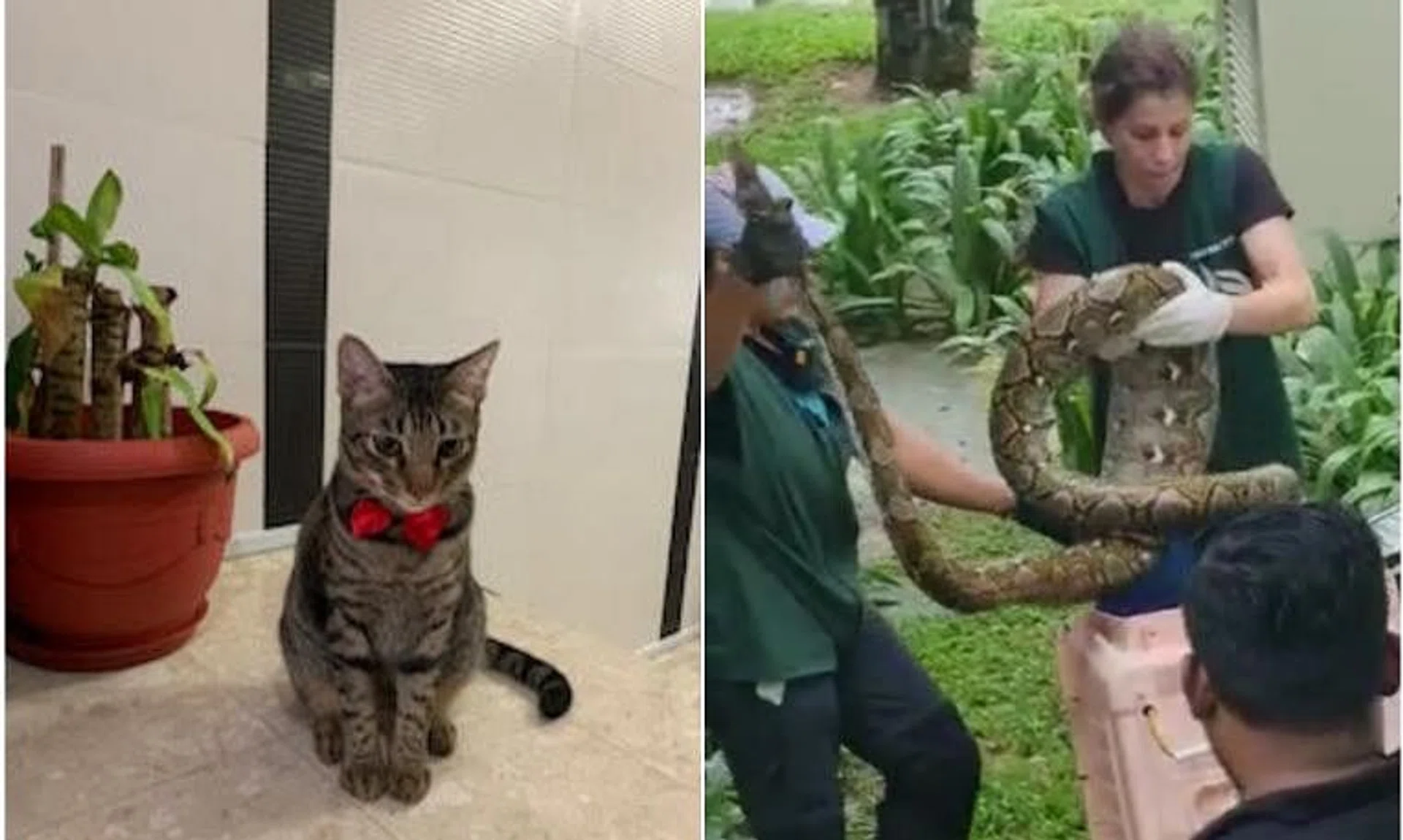 Ben the tabby cat was discovered to have been eaten by a reticulated python, which was removed by Acres, on Aug 30.