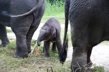 Meet the Night Safari's new baby elephant