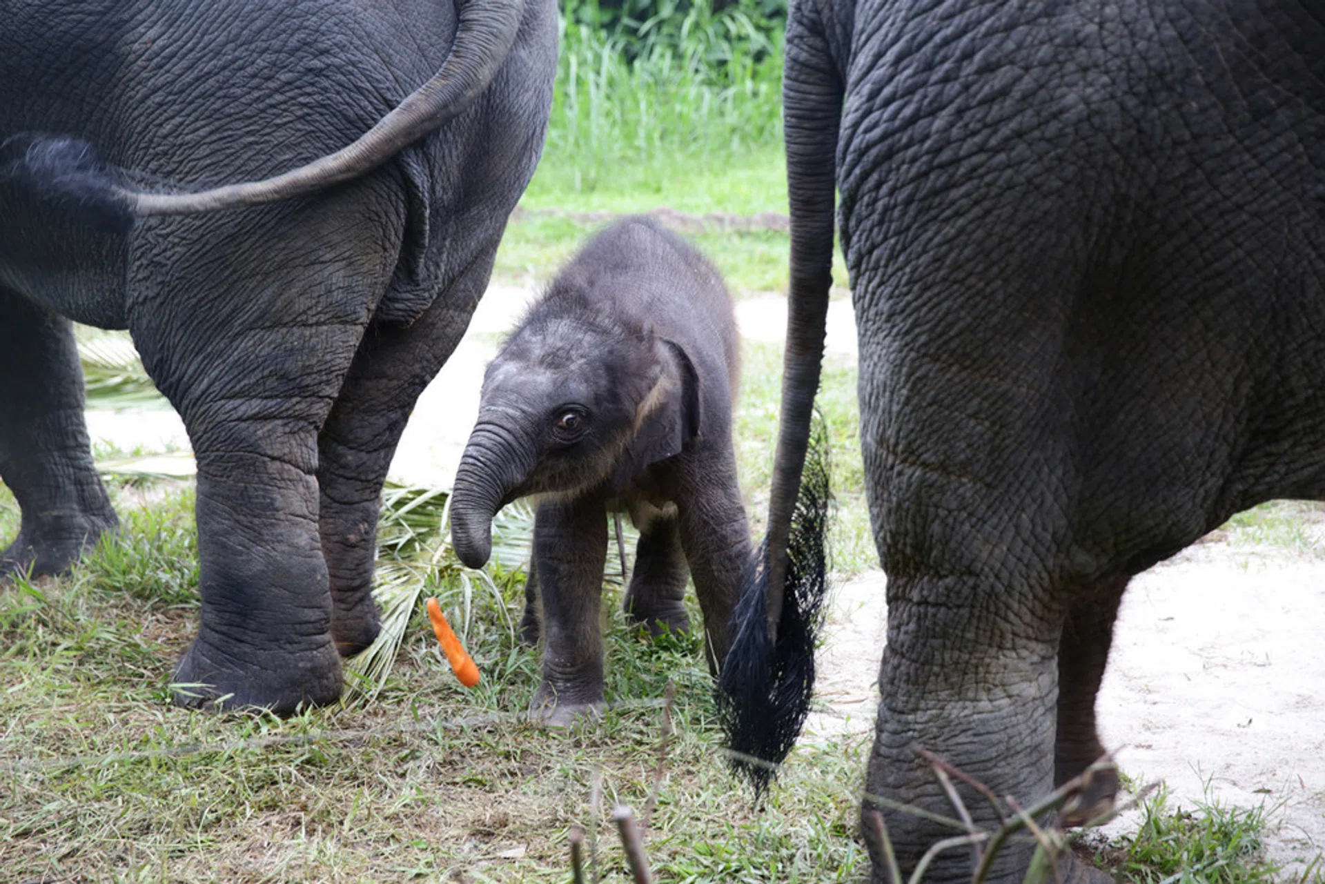 Night Safari's new two-month-old baby Asian elephant.