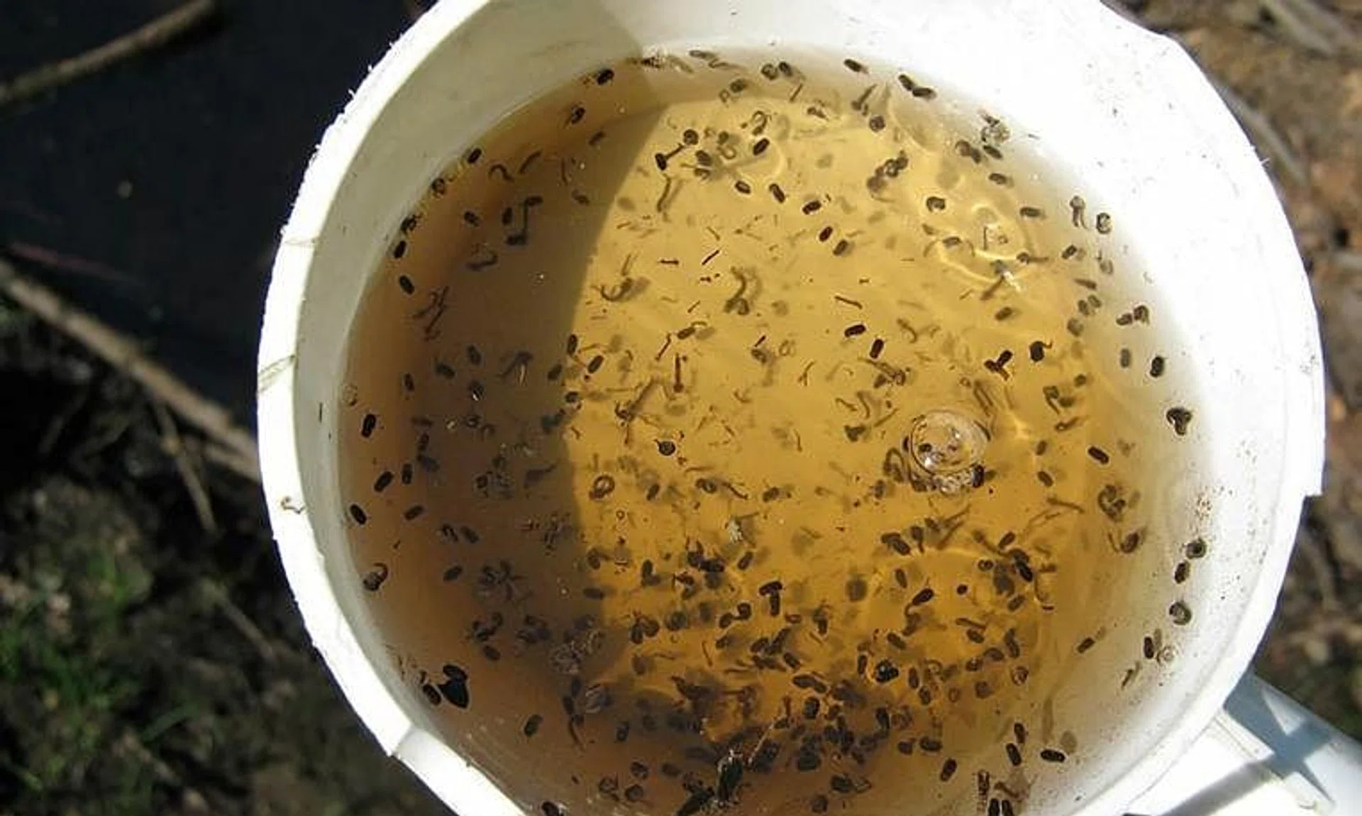 As at Feb 14, more than 2,600 dengue cases have been reported in 2024.