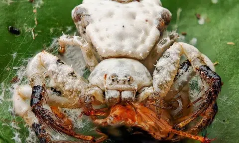Duo discovers bird-dropping spider new to Singapore