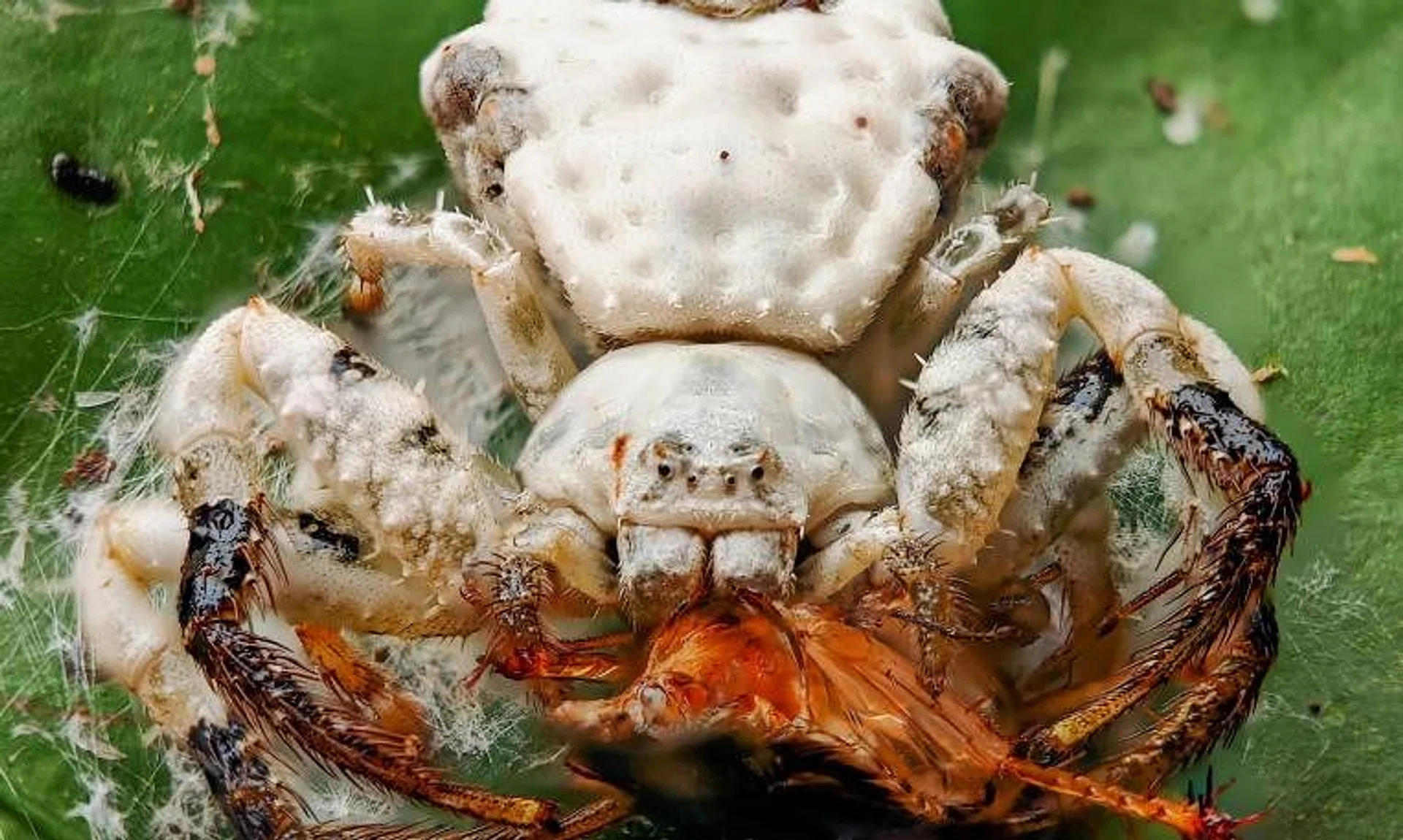 A bird-dropping crab spider (Phrynarachne decipiens) seen eating a cockroach in Singapore.