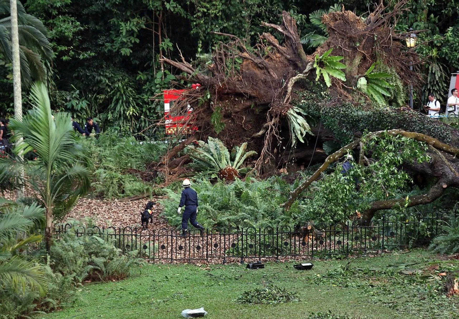 National Parks Board, which manages the Singapore Botanic Gardens, said it is investigating why the tree fell. 