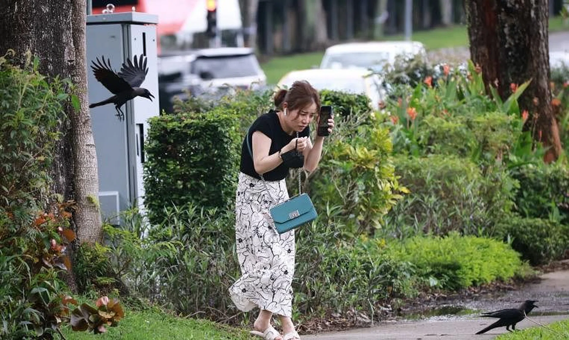 Crows have made the headlines this year, attacking passers-by in heartland areas and outside Orchard Central mall.
