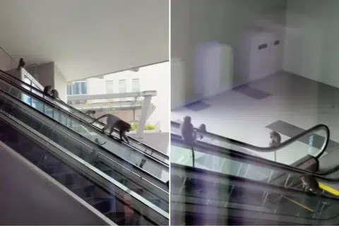 'Macaques Paradise': Monkeys take over escalators at Punggol Coast