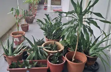 PMA user's path blocked by warring neighbours' potted plants