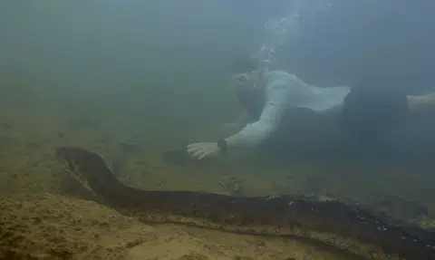 New species of Amazon anaconda discovered