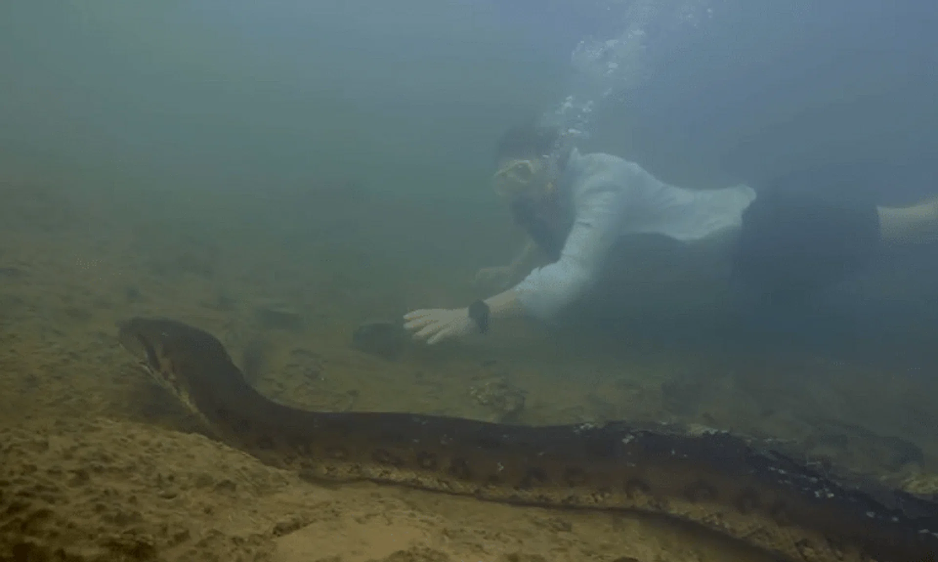 Dutch biologist Freek Vonk swims alongside the giant 200kg snake. 