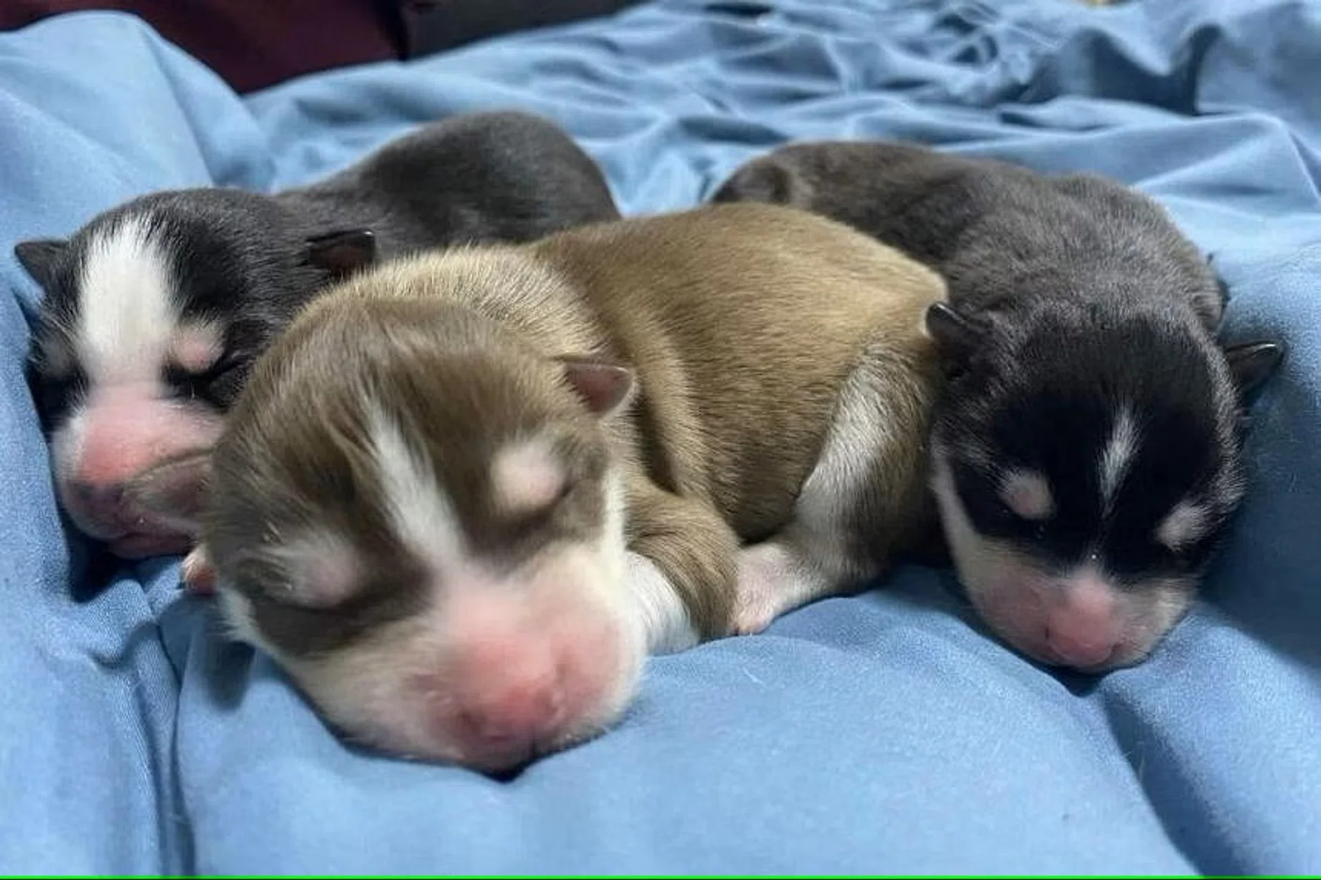 Lek Lek gave birth to two black female puppies and a copper-coloured male puppy. 