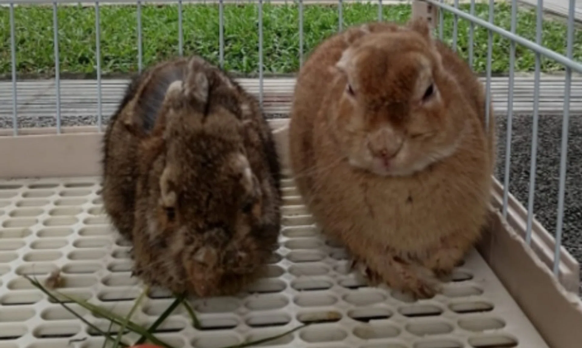 Two rabbits died after it was abandoned in a cage at a washing area in Ang Mo Kio on Dec 3.