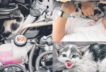 Kitten trapped in car engine saved after 7-hour rescue attempt