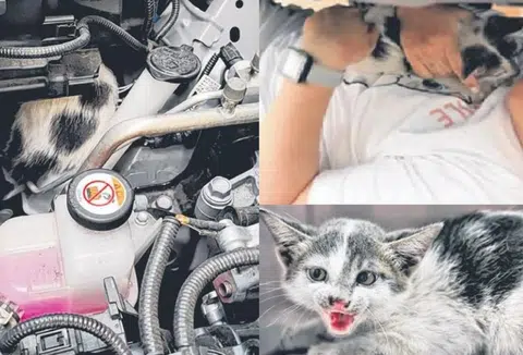 Kitten trapped in car engine saved after 7-hour rescue attempt