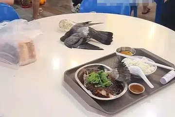 Pigeon flies into fan, dies after falling on table at Yishun coffeeshop