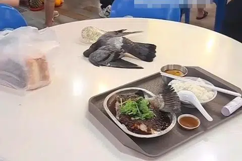 Pigeon flies into fan, dies after falling on table at Yishun coffeeshop