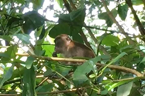 UK sanctuary gets 2,800 to petition for SG monkey to move