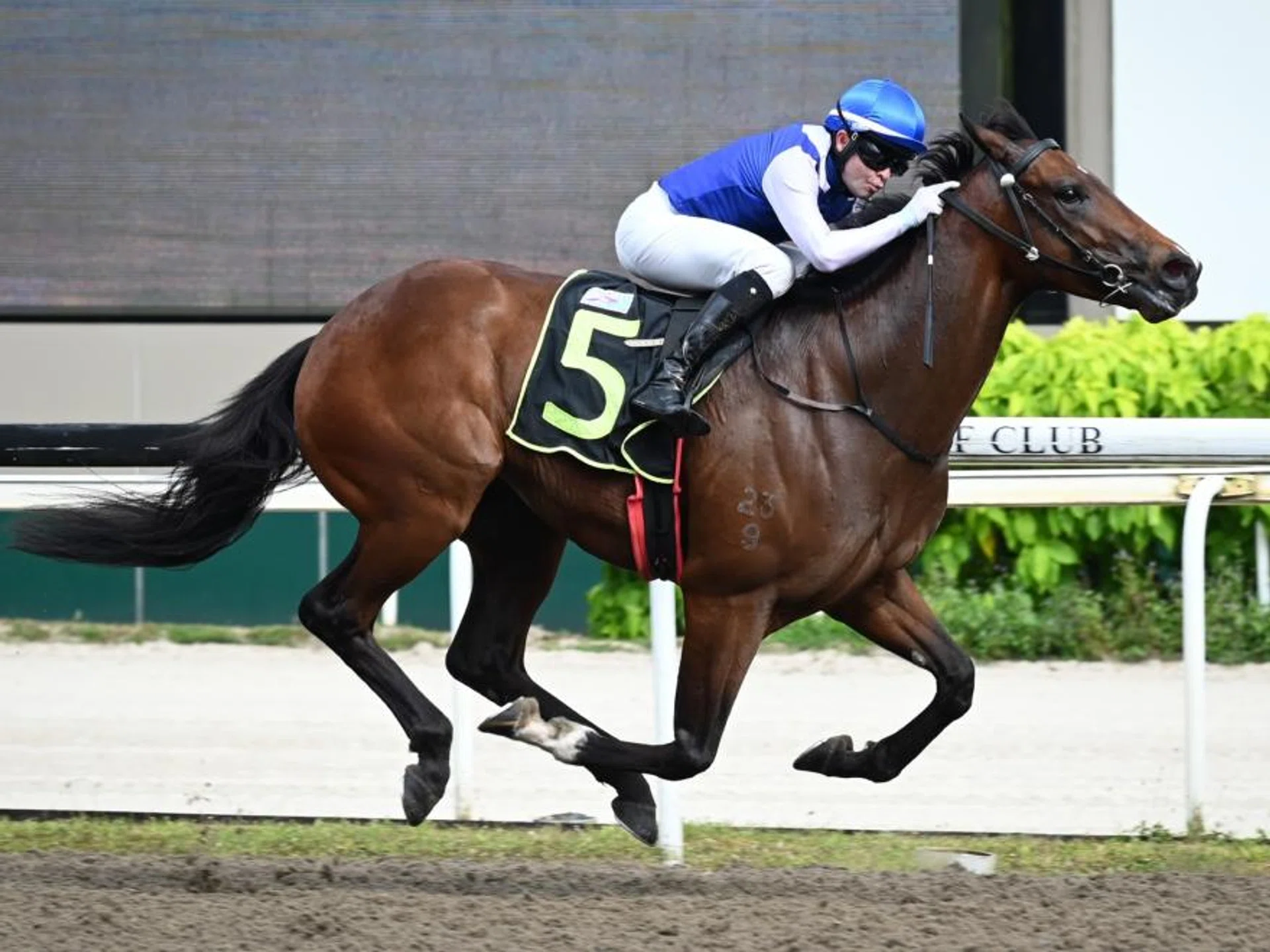 The Steven Burridge-trained Ghalib (Manoel Nunes) galloping away to one of his seven wins. The 102-point rater from the Al-Arabiya Stable will be hard to beat in the Kranji Stakes A race (1,200m) on Polytrack on Aug 25.
