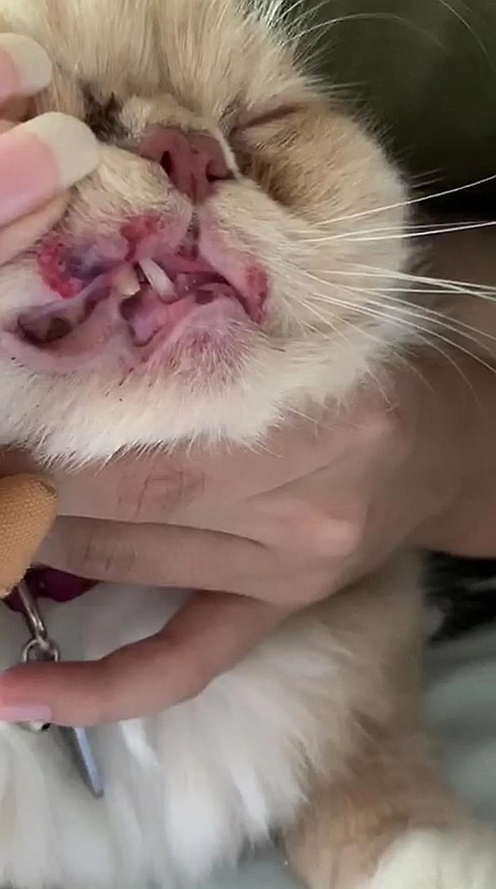 Latte the Persian cat fell four storeys.  