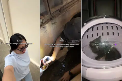 'All of you are heroes!': TikToker spends eight hours rescuing kitten trapped in drain