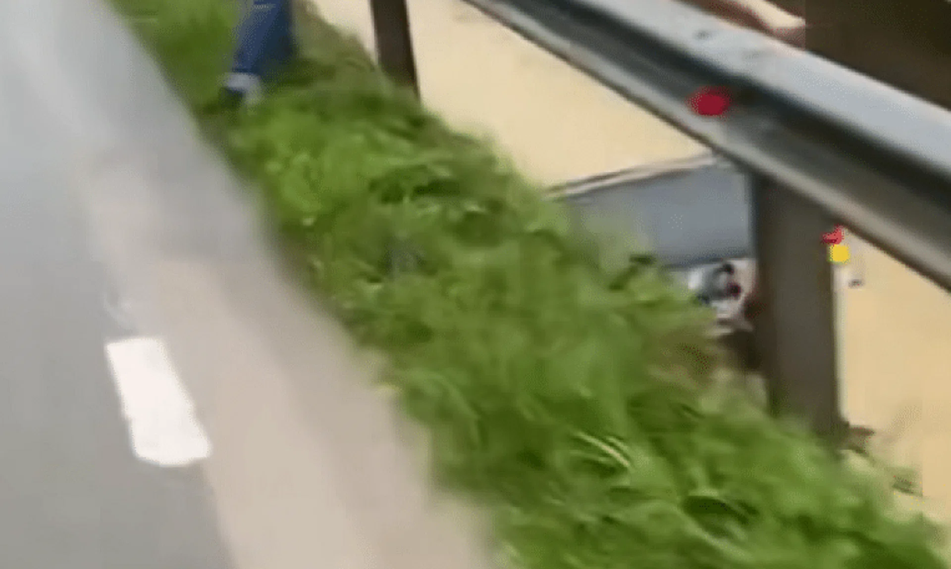 Mr Choo dived into the waters without thinking twice to save the woman.