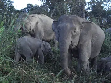 Pygmy elephants targeted by poachers for their ivory