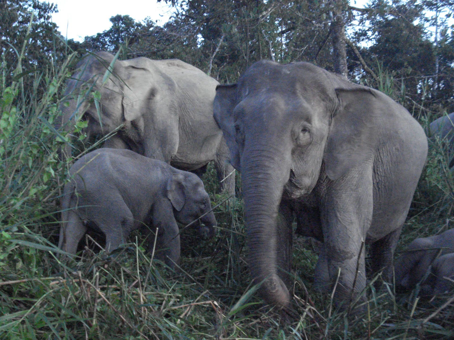 Pygmy elephants of Borneo are the new targets of poachers. 