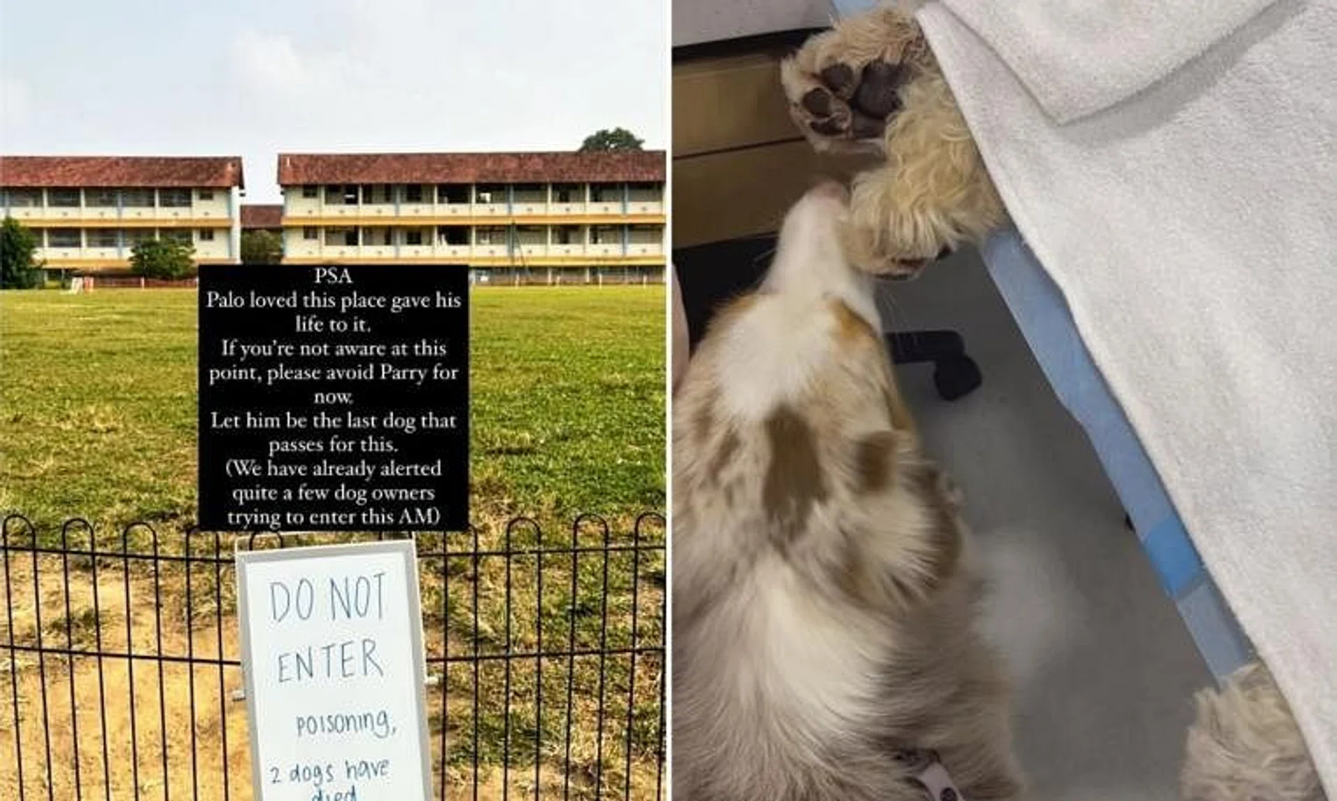 Instagram user @bernedoodlesage's dog displayed symptoms of poisoning and subsequently died after a visit to the Parry Avenue area.