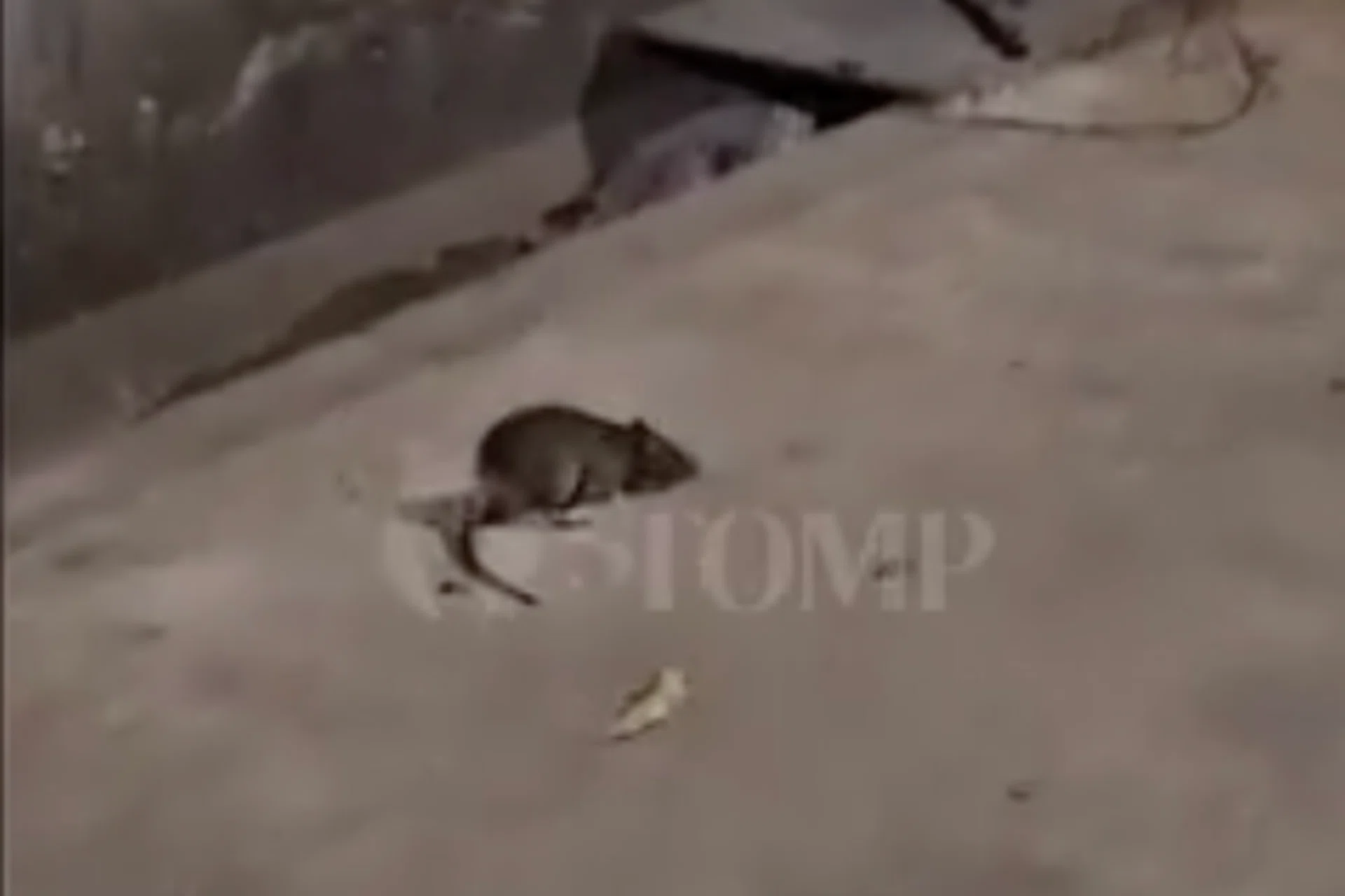Geylang Rat