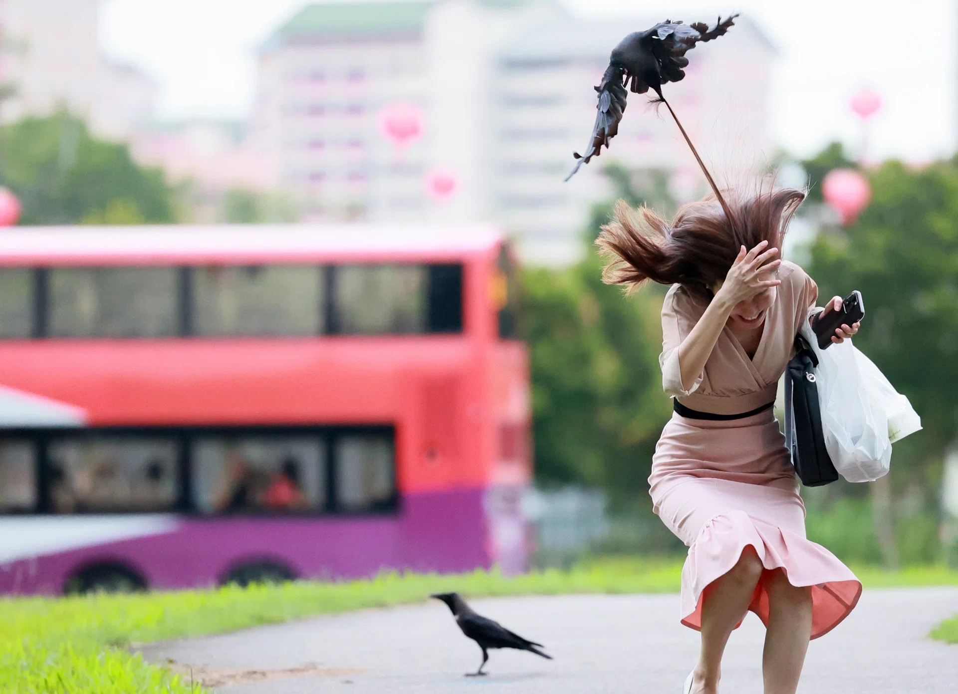 The crow swooped down and tugged at the hair of a woman walking past.