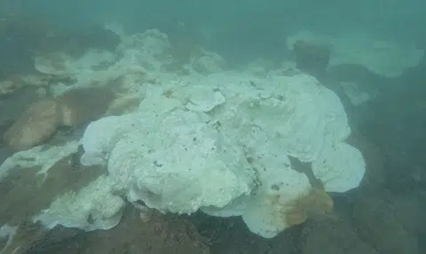 Singapore corals showing signs of recovery amid global bleaching